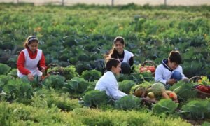 Agricultural Education in Argentina: A Comprehensive Overview