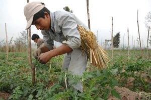 Agricultural Education in Bulgaria: Nurturing a Thriving Agrarian Sector