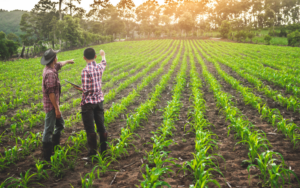 Transplanters: Advancing Planting and Seeding Efficiency in Agriculture