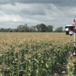 Laser scarecrows in sweet corn field