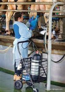 Armenta’s Non-Antibiotic Treatment in Agriculture 2