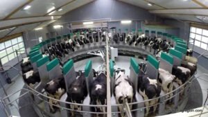 Automated Dairy Installations 2