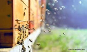 Bee Vectoring Technologies 3