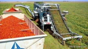 How the Mechanical Tomato Harvester Prompted the Food Movement