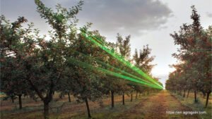 Laser Scarecrows Technology in Agriculture