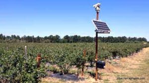 Laser Scarecrows Technology in Agriculture