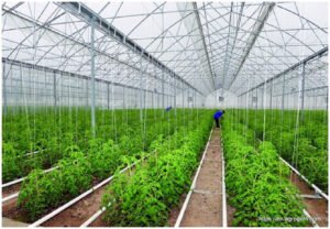 Agricultural in Azerbaijan