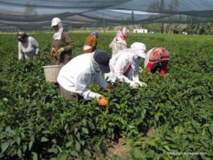 Agricultural Education in Botswana: Empowering Farmers for Sustainable Development