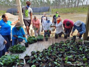 Agricultural in The Bahamas