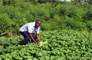 Agricultural in The Bahamas