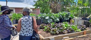 Agricultural in The Bahamas