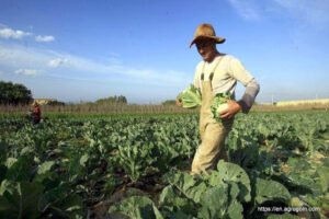 Agricultural Education in Brunei: Nurturing a Sustainable Future