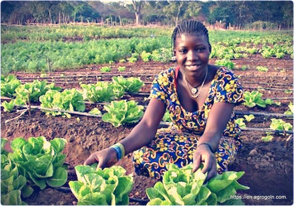 Agriculture Education in Algeria: A Comprehensive Overview