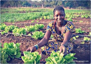Contextualizing Agriculture Education in Cameroon