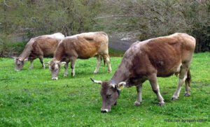 Agriculture in Andorra