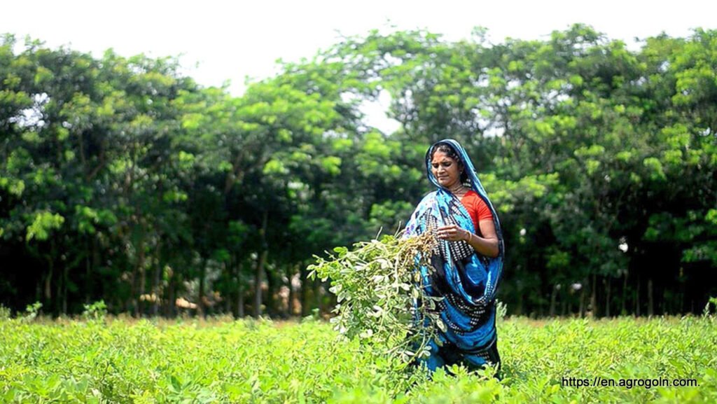 Agriculture in Bangladesh