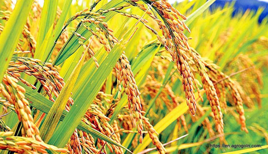 Agricultural Education in Bangladesh: Nurturing Agricultural Growth and Sustainability