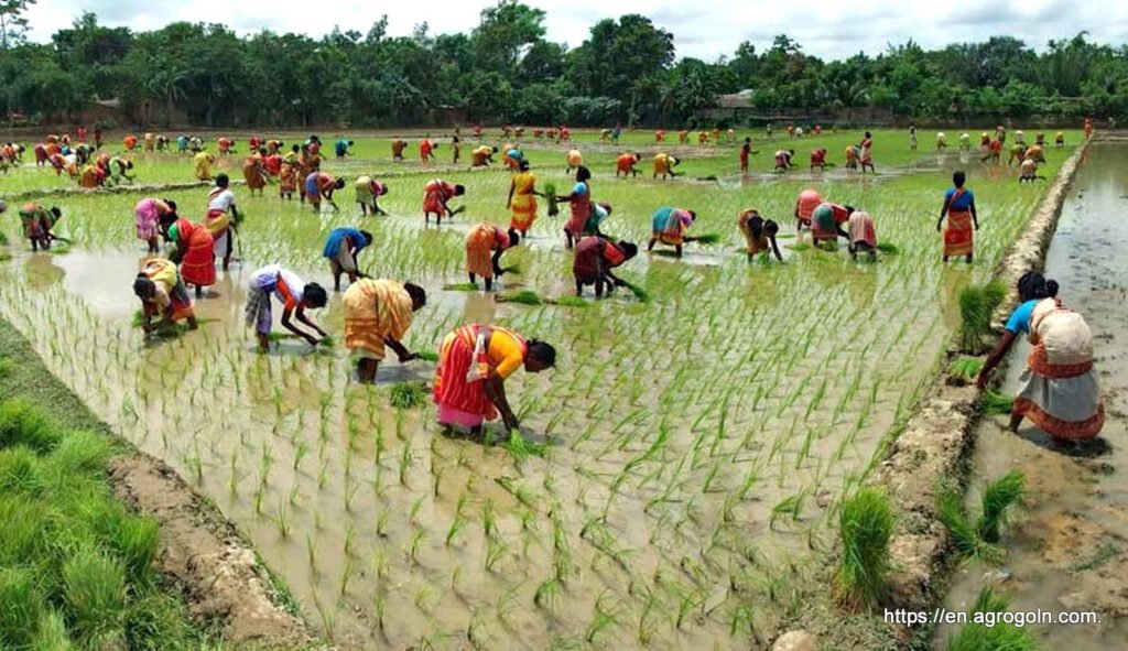 Agricultural Bank Loan Policy of Bangladesh