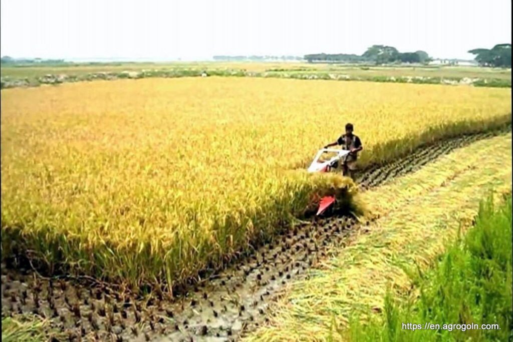 Agricultural Bank Loan Policy of Bangladesh