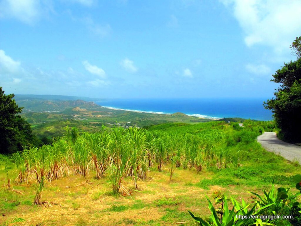 Agriculture of Barbados