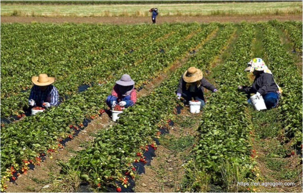 Agriculture of Barbados