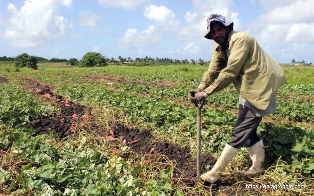 Agriculture of Barbados
