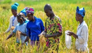 Agricultural Research: Driving Innovation for Sustainable Farming