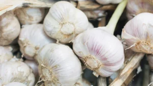 Garlic Cultivation Method: A Comprehensive Guide