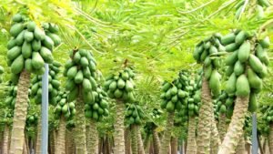 Papaya Cultivation