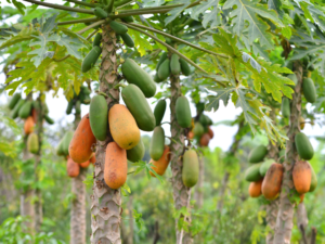 Papaya Cultivation