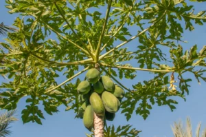 Papaya Cultivation