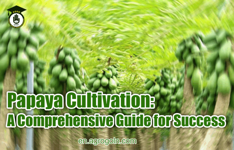 Papaya Cultivation: A Comprehensive Guide for Success
