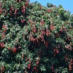 Favourable Weather Raises Hopes for a Strong Litchi Harvest