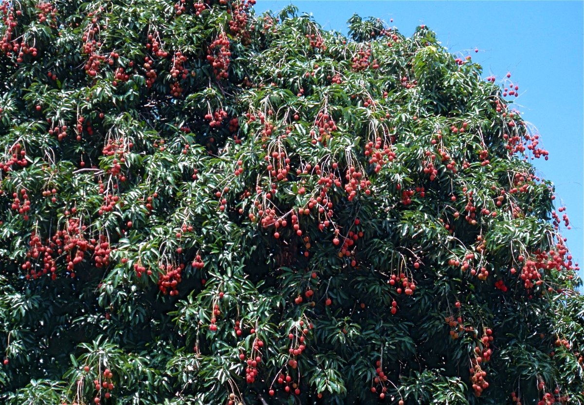 Favourable Weather Raises Hopes for a Strong Litchi Harvest