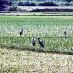 Kushtia and Two Other Districts Under Threat Due to Global Warming