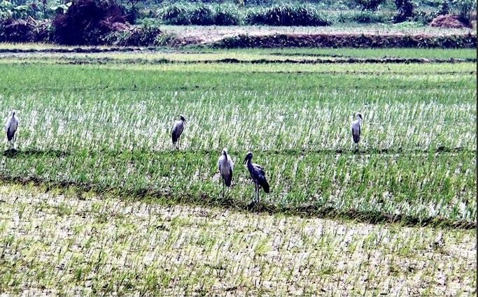 Kushtia and Two Other Districts Under Threat Due to Global Warming