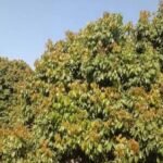 Litchi Growers Concerned Over Poor Bloom