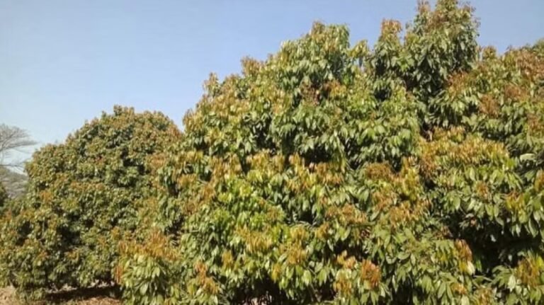Litchi Growers Concerned Over Poor Bloom