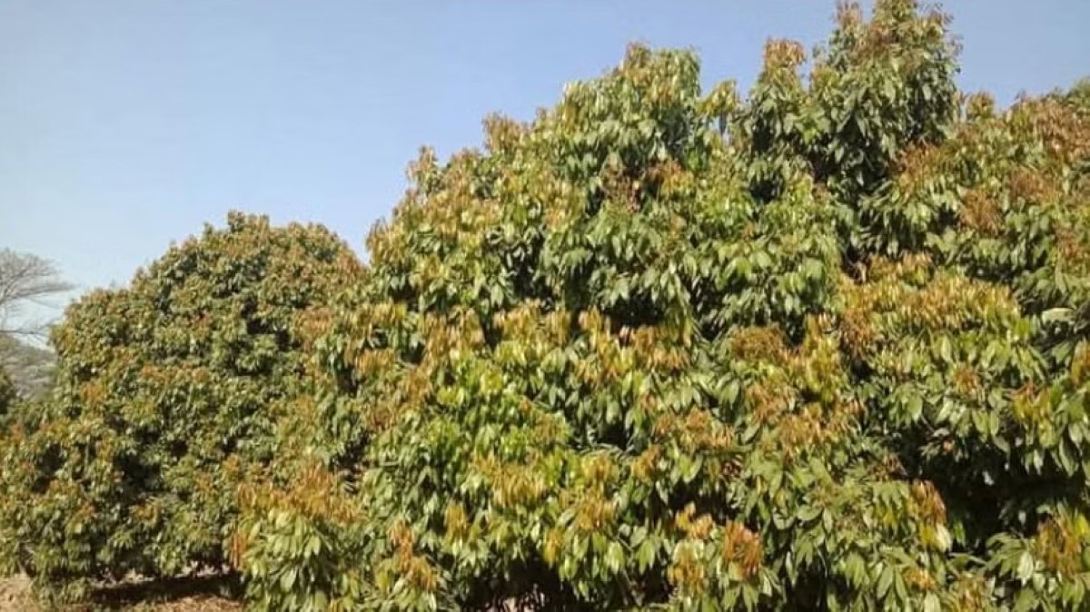 Litchi Growers Concerned Over Poor Bloom