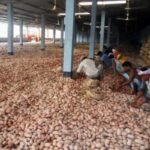 Potato Farmers Struggling to Secure Cold Storage Space