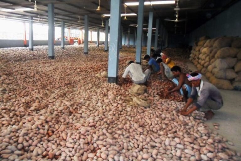 Potato Farmers Struggling to Secure Cold Storage Space